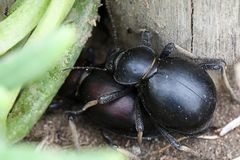 Mariazofia hirtipes