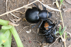 Mariazofia hirtipes