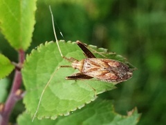 Phytocoris varipes
