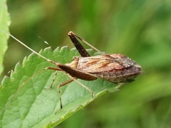 Phytocoris varipes