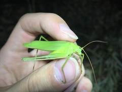 Kuwayamaea sapporensis