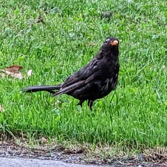 Turdus merula