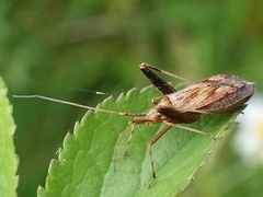 Phytocoris varipes