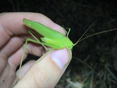 Kuwayamaea sapporensis