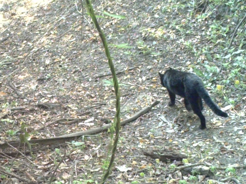 Geoffroy's Cat From Tomas Gomensoro, Departamento De Artigas, Uruguay 