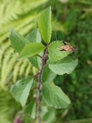 Phytocoris varipes