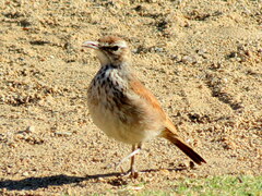 Certhilauda subcoronata bradshawi