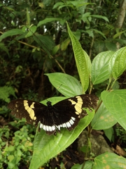 Heliconius cydno cydnides