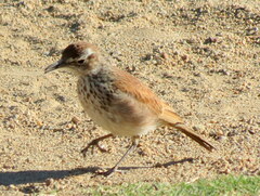 Certhilauda subcoronata bradshawi