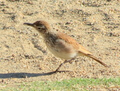 Certhilauda subcoronata bradshawi