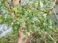 Enterolobium timbouva