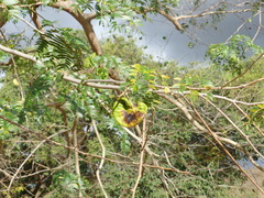 Enterolobium timbouva