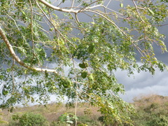 Enterolobium timbouva