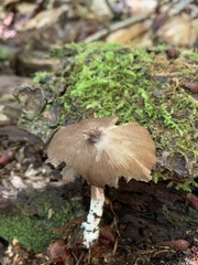 Entoloma fuscosquamosum