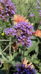Apis mellifera