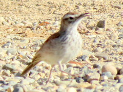 Certhilauda subcoronata bradshawi