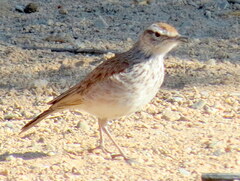 Certhilauda subcoronata bradshawi