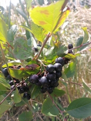 Aronia mitschurinii