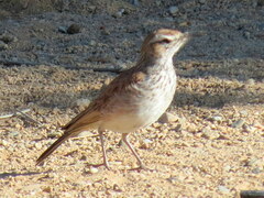 Certhilauda subcoronata bradshawi