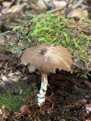 Entoloma fuscosquamosum