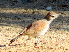 Certhilauda subcoronata bradshawi