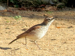 Certhilauda subcoronata bradshawi