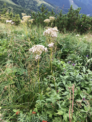 Valeriana officinalis sambucifolia