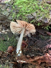 Entoloma fuscosquamosum