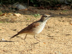 Certhilauda subcoronata bradshawi