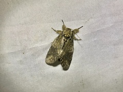 Peridea gigantea