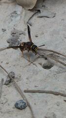 Euodynerus crypticus