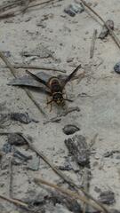 Euodynerus crypticus