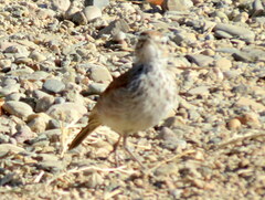 Certhilauda subcoronata bradshawi