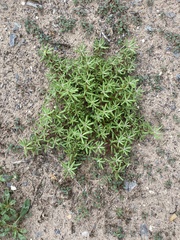Portulaca halimoides