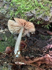 Entoloma fuscosquamosum