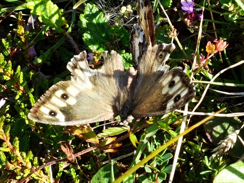 Grayling