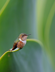 Selasphorus scintilla