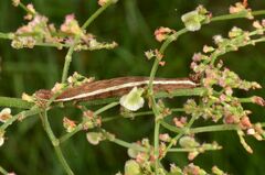 Dypterygia scabriuscula