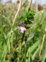 Euphrasia pseudokerneri