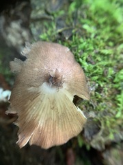Entoloma fuscosquamosum