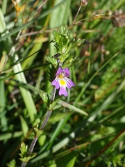 Euphrasia pseudokerneri