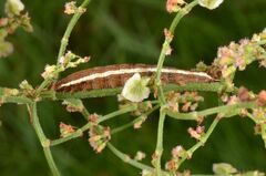 Dypterygia scabriuscula