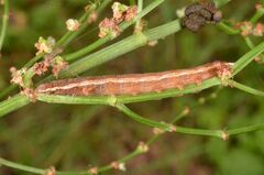 Dypterygia scabriuscula