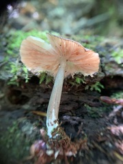 Entoloma fuscosquamosum