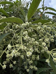 Lippia hirsuta
