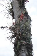 Tillandsia archeri