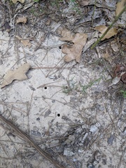 Euodynerus crypticus