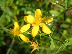 Hypericum perforatum perforatum