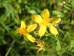 Hypericum perforatum perforatum