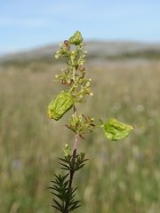 Aceria galiobia